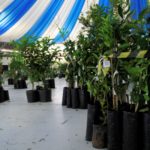 Entrega mudas frutíferas – Daiane de Souza (5)