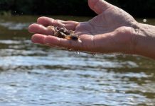 Prefeitura de Timbó realiza soltura de 30 mil peixes para repovoamento do Rio Benedito